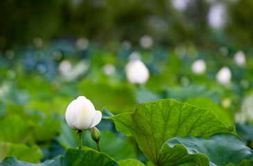 white lotus flower