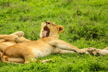 Fototapeta premium A lion laying and licking clean at sunset on a grass plain of the Serengeti National Park, Tanzania, Africa. Panthera Leo