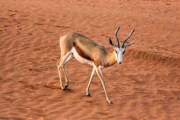 Springbok on the red dunes of the Kalahari desert, Namibia, Africa.