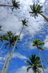 Obraz na płótnie Canvas beautiful seascape with coconut tree at sunny day with cloudy blue sky background 