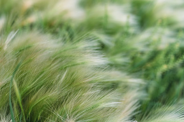 Spring or summer background with green grass