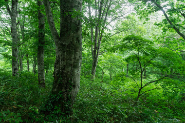 Obraz premium 雨に濡れた森