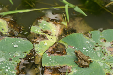 蓮の葉の上で休むカエル
