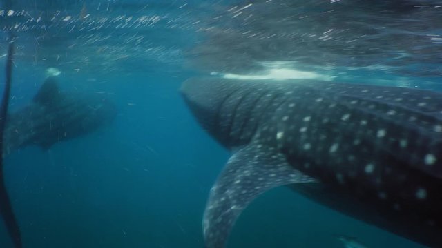 Two Whale Shark (Rhincodon typus), Isla  Mujeres, Mexico, Sep 2016