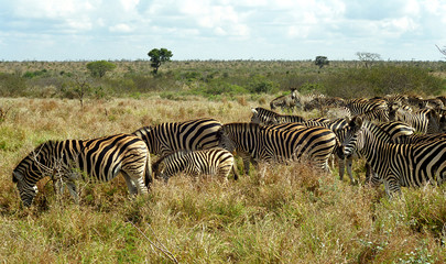Fototapeta na wymiar Chapman-zebras, Kruger National Park, South African Republic