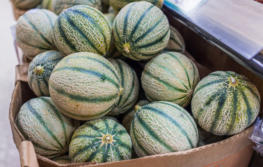 Many small green cantaloupe melons in box