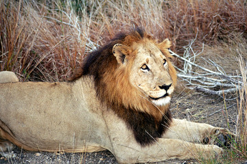 Lion, Kruger National Park, South African Republic