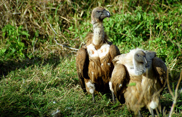 White-backed vultures, Kruger National Park, South African Repub