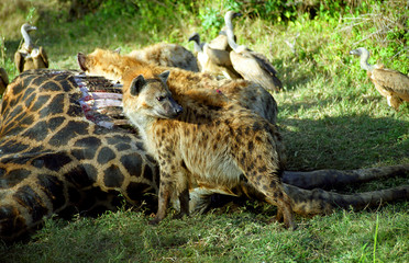 Spotted hyenas and white-backed vultures eating from a giraffe c