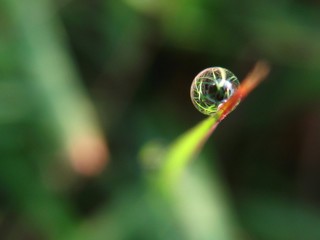 drop of water on leaf 