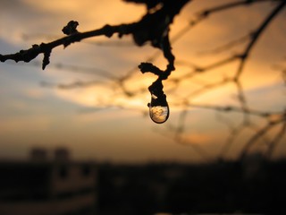 drop of water on leaf 