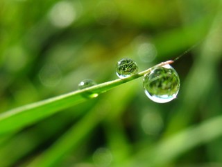drop of water on leaf 