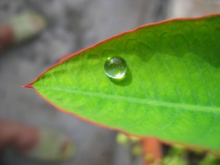 drop of water on leaf 
