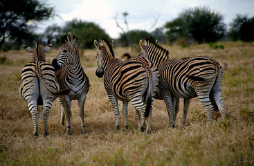 Fototapeta na wymiar Chapman-zebras, Kruger National Park, South African Republic