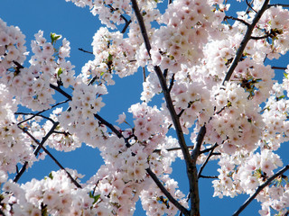 Washington beautiful cherry tree April 2010