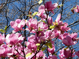 Washington Pink Magnolia April 2010