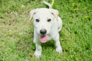 White Dog Labrador is fun