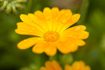 Orange daisy after rain