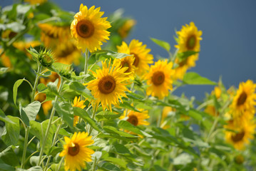 Obraz premium ひまわり