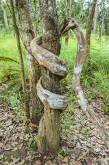 Giant vines