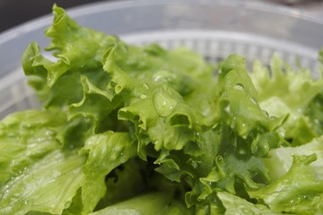 グリーンリーフ