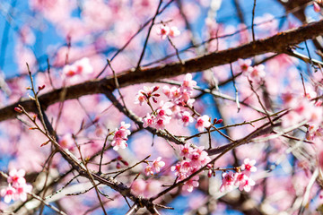 Cherry blossoms or Sakura flower in chiang mai Thailand
