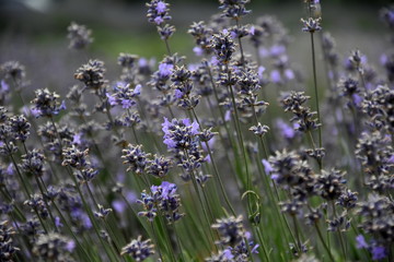 Growing purple lavender flower In a field. Field of mauve purple Lavandula angustifolia most commonly True or English Lavender garden. Lamiaceae.