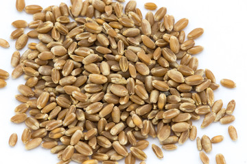 Wheat Seed