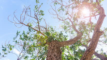 Fototapeta premium Green trees in the background sky view from the bottom up