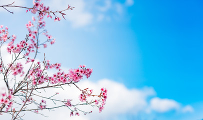Cherry blossoms or Sakura flower in chiang mai Thailand