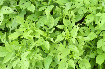 Holes on leaves eaten by pests