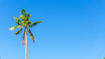 Fototapeta premium coconut tree and blue sky background