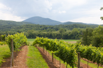Fototapeta na wymiar Vineyard in Georgia
