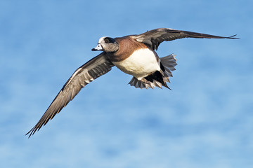 Male American Wigeon in Flight