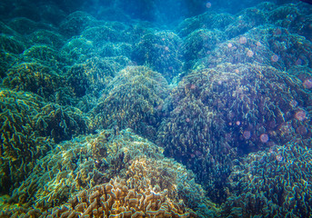 Deep sea and coral reef, colorful corals in ocean landscape. 