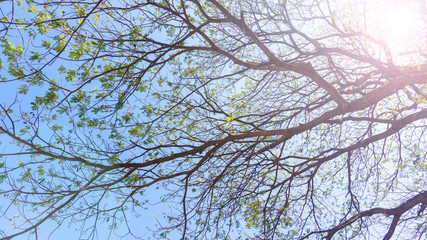 Green trees in the background sky view from the bottom up.