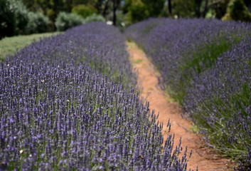 Fototapeta premium Growing purple lavender flower In a field. Field of mauve purple Lavandula angustifolia most commonly True or English Lavender garden. Lamiaceae.