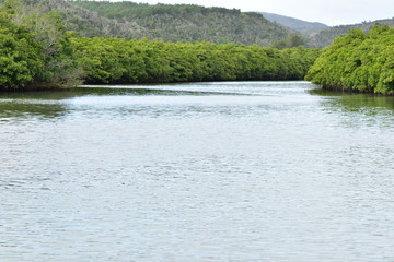 マングローブと河川
