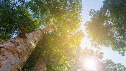 Green trees in the background sky view from the bottom up