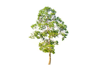 tree isolated on white background