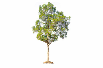 tree isolated on white background