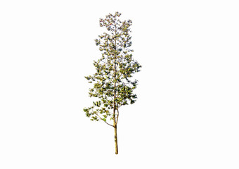 tree isolated on white background