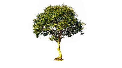 tree isolated on white background