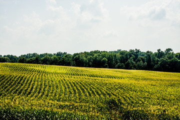 Corn Fields
