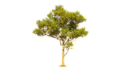 tree isolated on white background