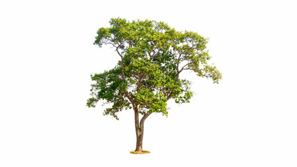tree isolated on white background