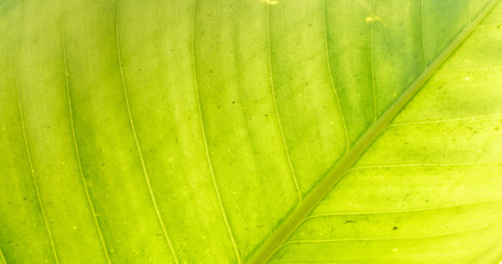 texture of green leaf for background
