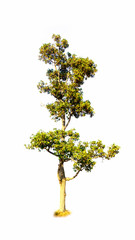tree isolated on white background