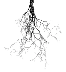 Fotobehang Black root system - vector set   © kseniyaomega