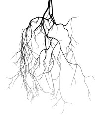 Black root system - vector set
 - obrazy, fototapety, plakaty